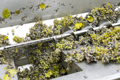 食品加工廠,葡萄酒,葡萄酒廠,葡萄,螺旋傳送機